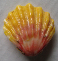 Bractechlamys langfordi (Dall, Bartsch & Rehder, 1938) Sunrise Shell (Mušle východu slunce)